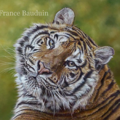 Siberian Tiger -  44 hours
Brown Pastelmat Board
13" x 19" 
Ref: Anne Noël